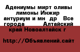 Адениумы,мирт,оливы,лимоны,Инжир, антуриум и мн .др - Все города  »    . Алтайский край,Новоалтайск г.